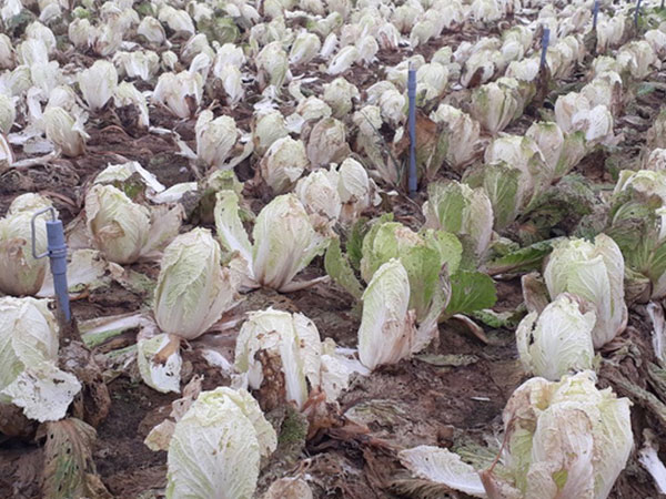 Rau củ thối dân đổ đi, Việt Nam vẫn nhập 80 triệu USD
