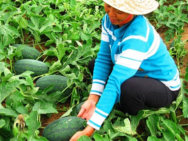 Thương lái Trung Quốc 'ăn hàng', giá dưa hấu tăng vọt lên 8.000đ/kg
