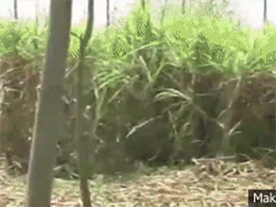 Hổ vào làng tấn công, hàng chục người đã chết và bị ăn thịt
