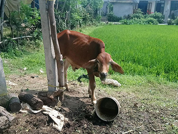 Phó chủ tịch xã phân bổ 10 con bò giống chỉ trong hai tiếng