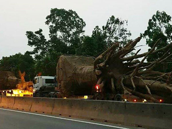 Cây như ‘quái thú’ lại vi vu trên QL1A, phạt chủ xe gần 100 triệu