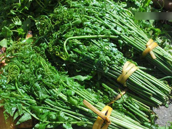 Cơn sốt 'rau trường sinh': Thương lái Tàu ồ ạt thu gom