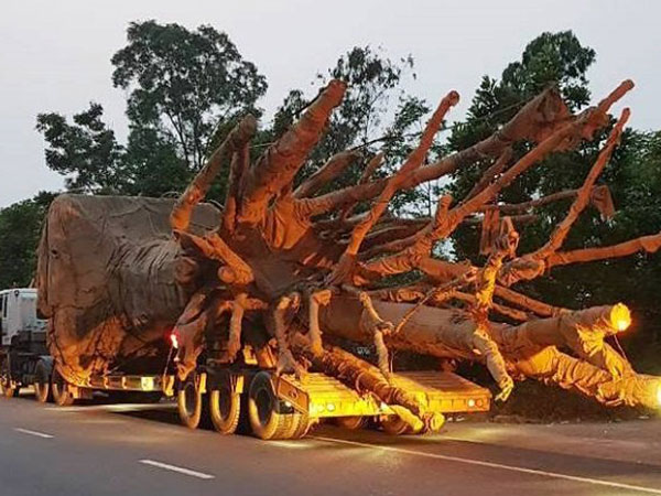 Cây 'quái thú' vi vu trên QL1A: Đắk Lắk phát hiện điều gì?
