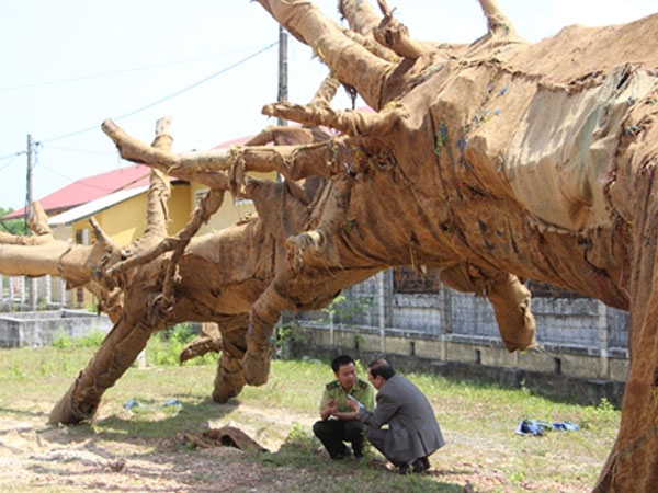 Kiểm lâm Huế xác minh nguồn gốc ba cây cổ thụ 'quá khổ, quá tải'