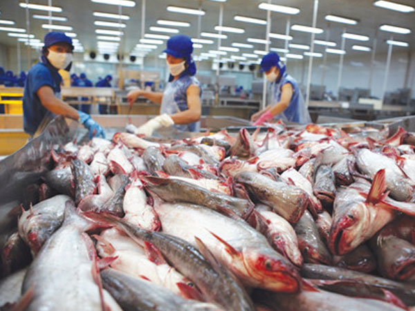 Vua cá tra Hùng Vương giải thích việc lỗ nặng vì… nuôi heo