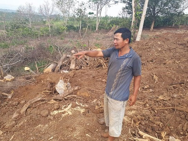 Chủ cây 'quái thú' ở Đắk Lắk: Người ta đưa tôi sấp giấy bảo ký