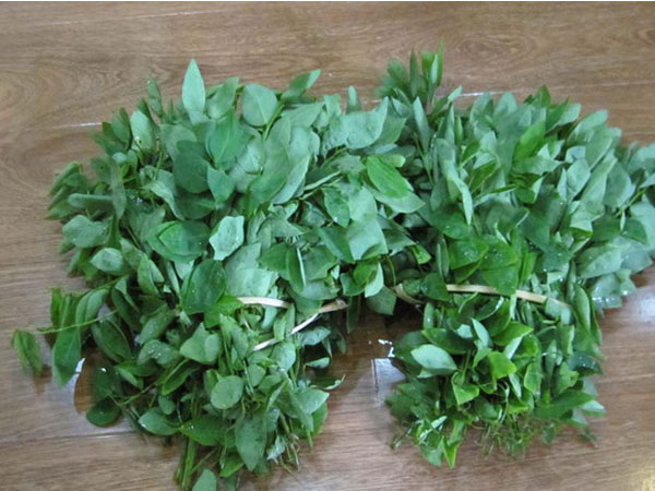 Đông y chỉ ra một loạt bài thuốc chữa bệnh từ rau ngót cực hay cực dễ áp dụng