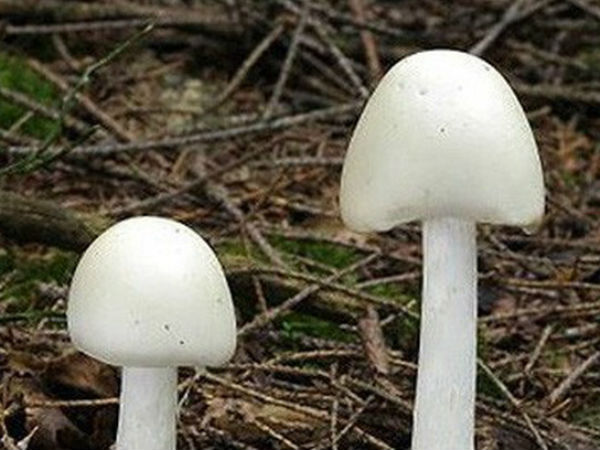 Hà Giang: Cả gia đình ngộ độc nấm, 2 người tử vong