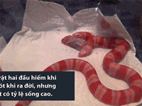 Hội chứng hai đầu ở các loài động vật