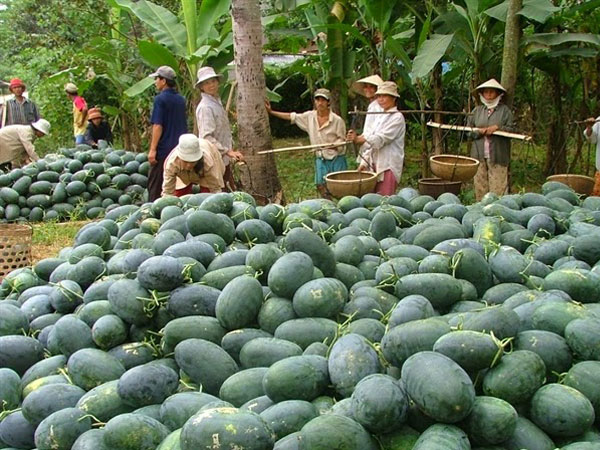 Video: Được mùa dưa hấu, nông dân vẫn bất an với thị trường Trung Quốc