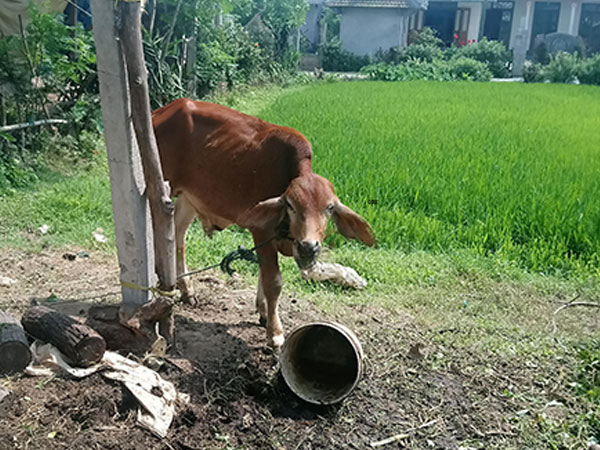 Bán bò giống chính sách, người thân cán bộ xin hoàn lại nửa tiền