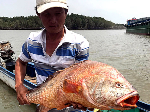 Ngư dân Bà Rịa - Vũng Tàu bắt được cá 9 kg nghi sủ vàng