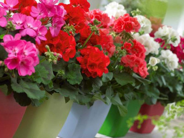 5 loại hoa vừa đẹp lại có công dụng đuổi muỗi 'xuất sắc' nên trồng ngay trong nhà
