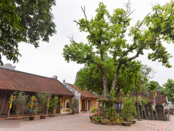 Chùa Tây Phương phủ nhận liên quan đến cây đa khổng lồ trên quốc lộ