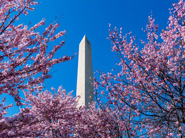 Hoa anh đào Nhật sắp nở rộ giữa Washington D.C.
