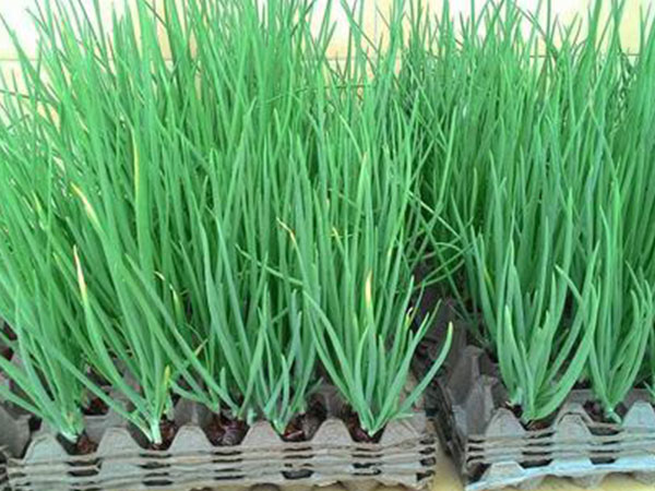 3 cách trồng hành lá tại nhà không cần đất hay chậu, cực nhanh lại nhàn ăn mãi chẳng hết