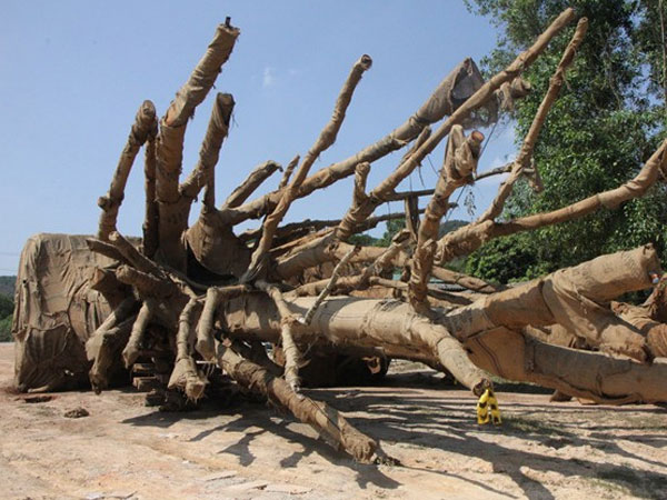 Ba cây khủng 'tàng hình' qua Đà Nẵng trước khi bị bắt giữ tại Huế
