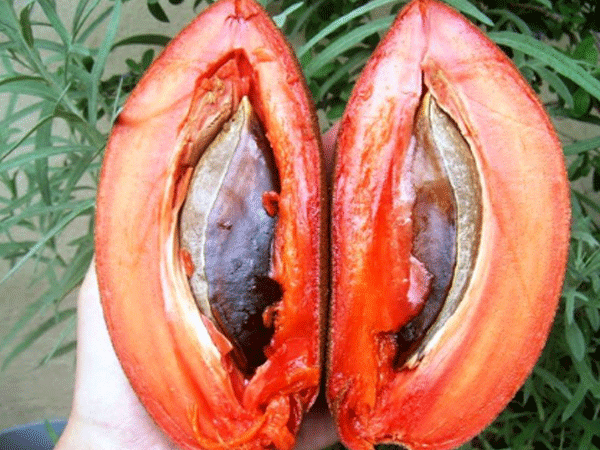 Sốt cây giống hồng xiêm ruột đỏ