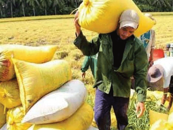 Tương lai của ngành lúa gạo: Vì sao VFA bị yêu cầu phải cải tổ?