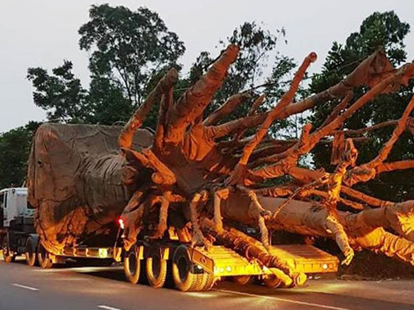 Bộ Giao thông Vận tải truy đường đi của xe chở 3 cây đa 'khủng'