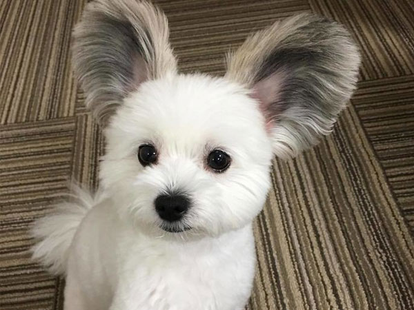Chú chó có đôi tai tròn xoe như của chuột Mickey 'gây bão'