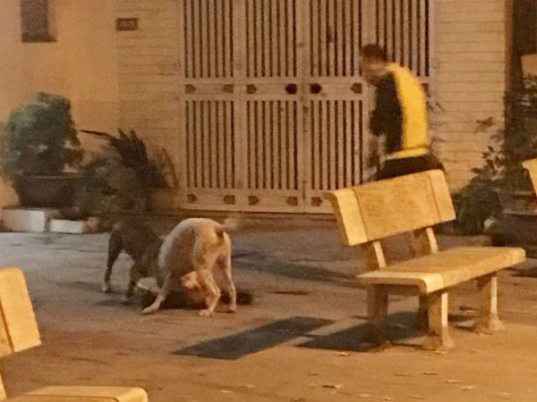 Hà Nội: Chủ nhân đau đớn chứng kiến chó cưng Poodle bị 2 con Pitbull cắn xé tới chết mà chẳng thể làm gì