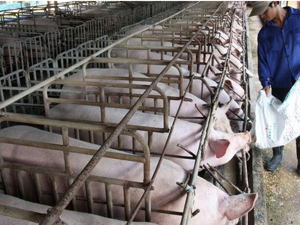Ngành chăn nuôi trước sức ép từ CPTPP