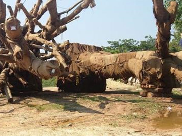 Ba cụ cây quái thú bên đường sẽ qua đời?