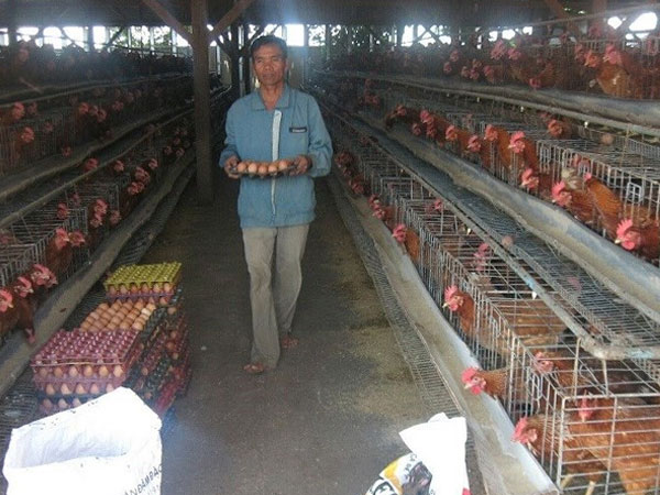 Lạ: Việt Nam nhập khẩu trứng gà, muối hằng năm