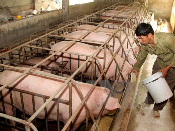 Giá heo hơi hôm nay 13/4: Tiếp tục tăng 'nóng', cán mốc 4 triệu/tạ