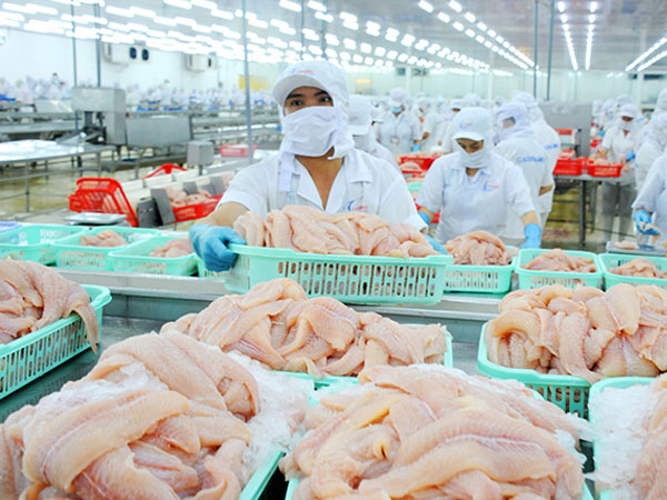 Xuất khẩu cá tra sang EU giảm