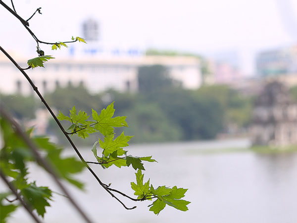 Cây phong ra lá xanh mướt trên phố Hà Nội