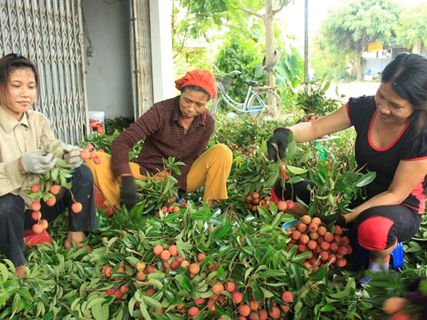 Hải Dương chuẩn bị 'tung' ra thị trường 15.000 tấn vải thiều sớm