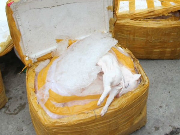 Phát hiện 400 kg heo sữa bốc mùi hôi thối trên đường vào quán ăn