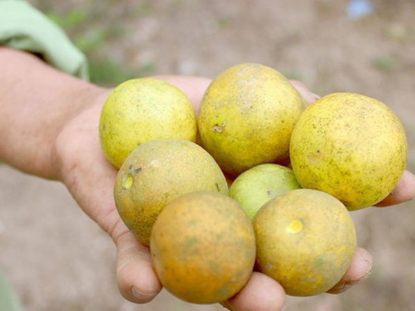 4.000 đồng/1 quả chanh, người dân đi 'mót 'từng quả vẫn không có mà bán