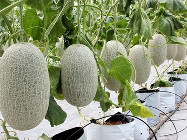 Cách trồng dưa hấu, dưa lê và dưa lưới sai trĩu trịt trên ban công