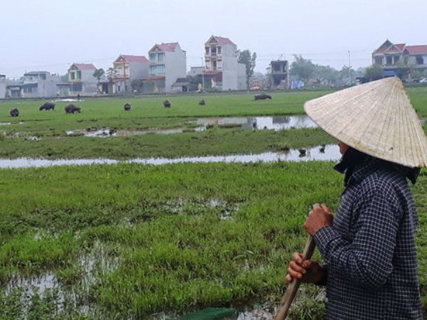 Chỉ có ở Thanh Hóa: Chăn trâu bò phải đóng phí cỏ