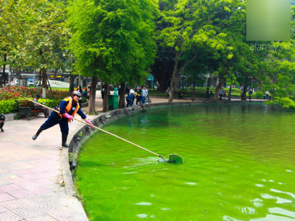 Chuyên gia lý giải 'màu xanh bất thường' tại hồ Gươm
