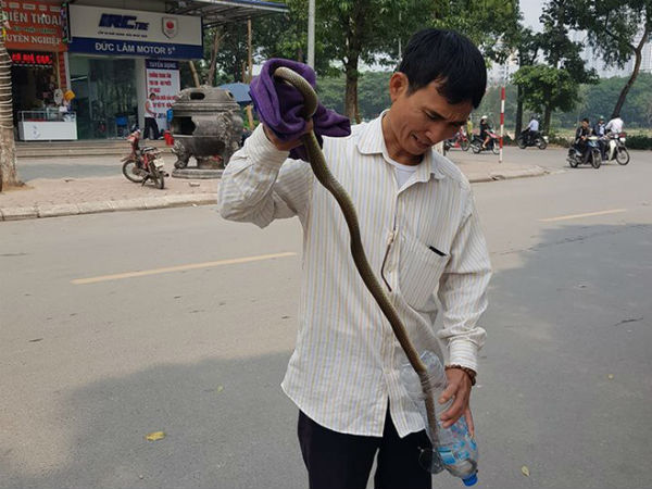 Cư dân Linh Đàm, Hà Nội hoang mang vì 2 lần thấy rắn dài cả mét 'từ trên trời rơi xuống'