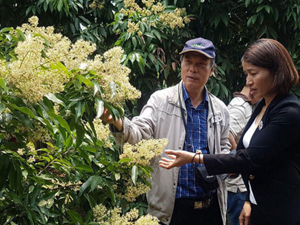 Kịch bản chống rớt giá cho nhãn, vải