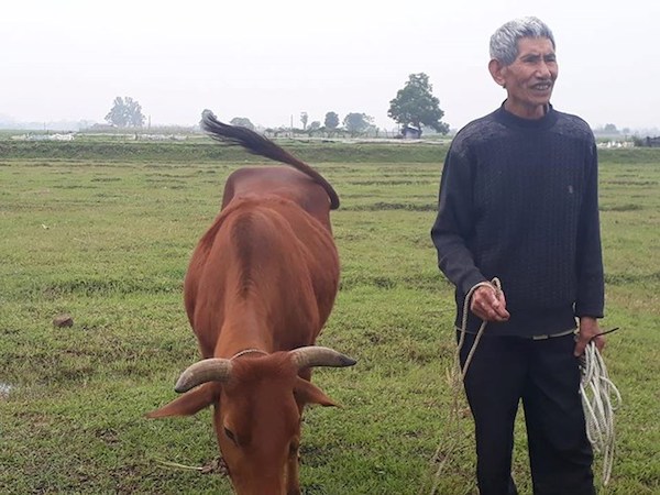 Thanh Hóa: Yêu cầu xử lý nghiêm vụ trâu, bò ăn cỏ trên đồng phải đóng phí