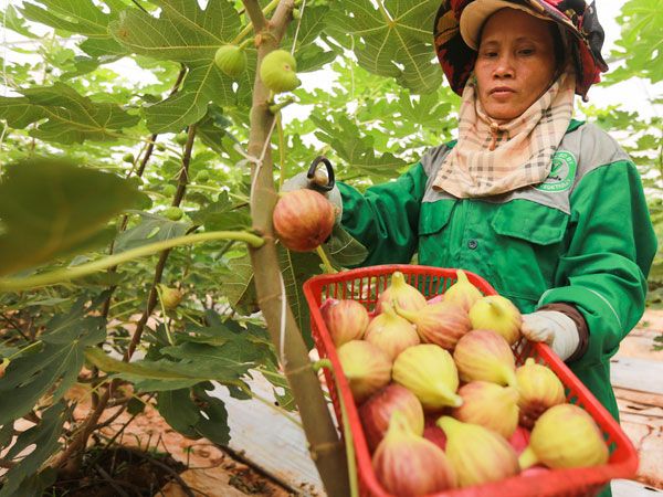 Trang trại sung Mỹ thu hoạch hàng trăm ký mỗi ngày ở Đồng Nai