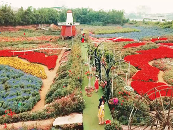 Video: Thung lũng hoa rộng 70 ha ở Hà Nội