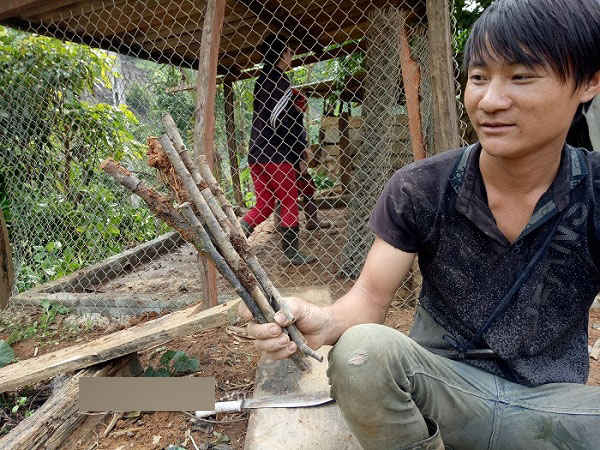 Sơn La: Cây mận hậu hỗ trợ hộ nghèo giảm nghèo chết... hàng loạt