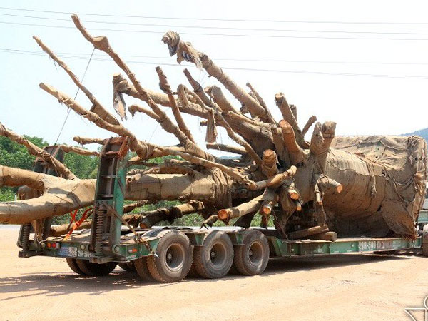 Bộ GTVT báo cáo Chính phủ 4 xe chở cây 'quái thú'