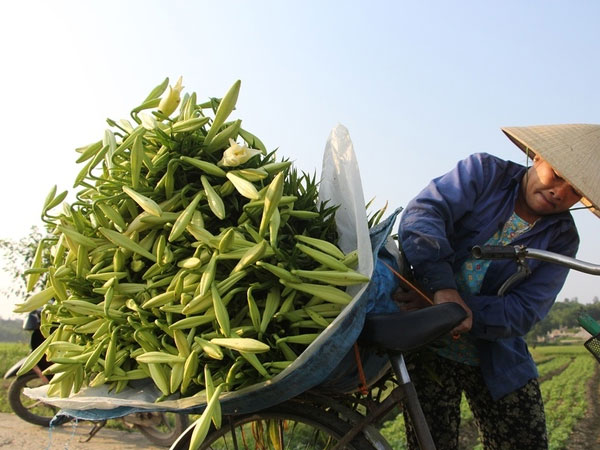 Người dân Huế thu hàng chục triệu đồng mỗi vụ hoa loa kèn