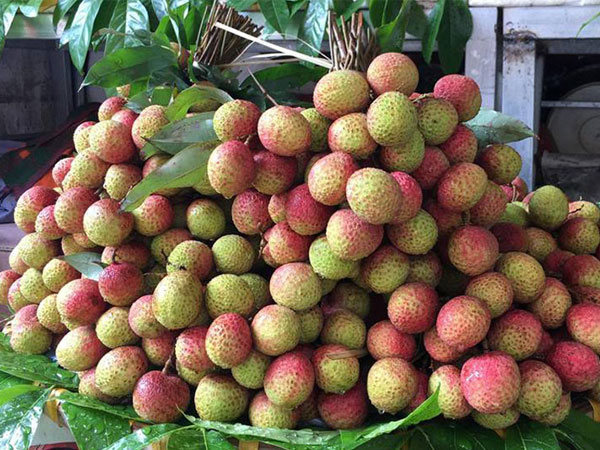 Bất ngờ với giá vải sớm đầu mùa