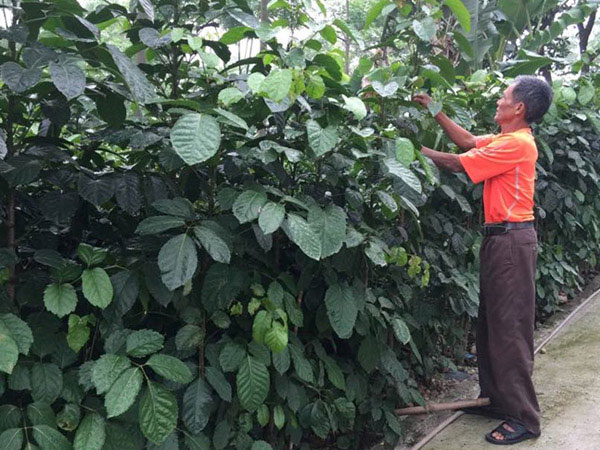 Dân trồng đinh lăng Sông Lô nhờ Traphaco giải cứu nhưng không được