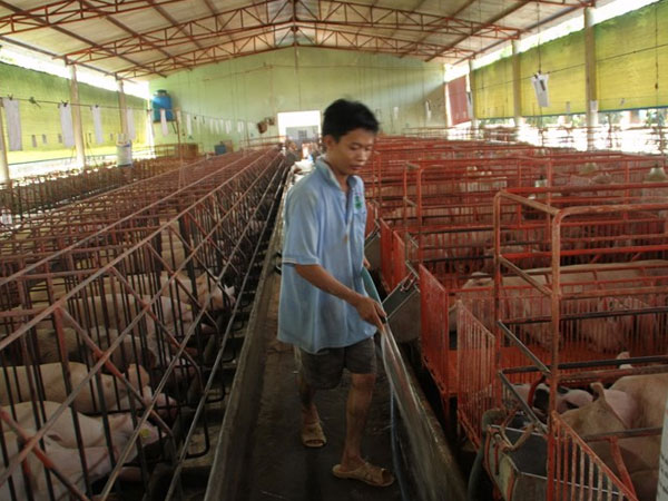 Giá heo tăng mạnh trở lại nhưng nhiều người lại... buồn