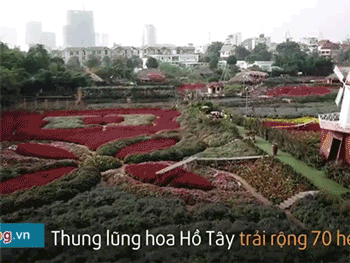 Video: Ngắm thung lũng hoa Hồ Tây rực rỡ từ flycam